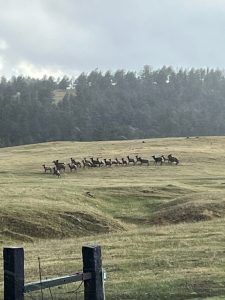 Elk
