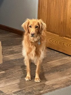 Hula Bradeen - Company Mascot